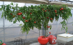 �z�[���n�C�|�j�J�U�O�P